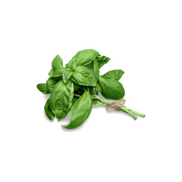Fresh Basil per bunch at zucchini